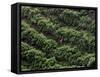 Female Farm Worker Picks Up Dragon Fruit in Ticuantepe, Nicaragua, September 26, 2006-Esteban Felix-Framed Stretched Canvas