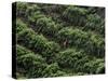 Female Farm Worker Picks Up Dragon Fruit in Ticuantepe, Nicaragua, September 26, 2006-Esteban Felix-Stretched Canvas