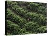 Female Farm Worker Picks Up Dragon Fruit in Ticuantepe, Nicaragua, September 26, 2006-Esteban Felix-Stretched Canvas