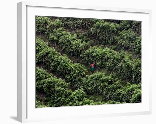 Female Farm Worker Picks Up Dragon Fruit in Ticuantepe, Nicaragua, September 26, 2006-Esteban Felix-Framed Photographic Print