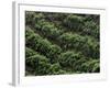 Female Farm Worker Picks Up Dragon Fruit in Ticuantepe, Nicaragua, September 26, 2006-Esteban Felix-Framed Photographic Print