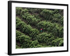 Female Farm Worker Picks Up Dragon Fruit in Ticuantepe, Nicaragua, September 26, 2006-Esteban Felix-Framed Photographic Print