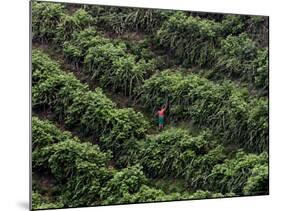 Female Farm Worker Picks Up Dragon Fruit in Ticuantepe, Nicaragua, September 26, 2006-Esteban Felix-Mounted Photographic Print