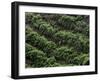 Female Farm Worker Picks Up Dragon Fruit in Ticuantepe, Nicaragua, September 26, 2006-Esteban Felix-Framed Photographic Print