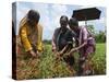 Female Farmer Harvesting Red Chili, Koch Bihar, West Bengal, India, Asia-Eitan Simanor-Stretched Canvas