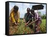 Female Farmer Harvesting Red Chili, Koch Bihar, West Bengal, India, Asia-Eitan Simanor-Framed Stretched Canvas