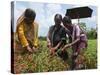 Female Farmer Harvesting Red Chili, Koch Bihar, West Bengal, India, Asia-Eitan Simanor-Stretched Canvas