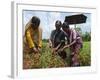 Female Farmer Harvesting Red Chili, Koch Bihar, West Bengal, India, Asia-Eitan Simanor-Framed Photographic Print