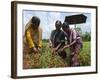 Female Farmer Harvesting Red Chili, Koch Bihar, West Bengal, India, Asia-Eitan Simanor-Framed Photographic Print