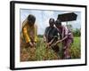 Female Farmer Harvesting Red Chili, Koch Bihar, West Bengal, India, Asia-Eitan Simanor-Framed Photographic Print