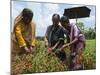 Female Farmer Harvesting Red Chili, Koch Bihar, West Bengal, India, Asia-Eitan Simanor-Mounted Photographic Print