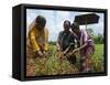 Female Farmer Harvesting Red Chili, Koch Bihar, West Bengal, India, Asia-Eitan Simanor-Framed Stretched Canvas