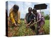 Female Farmer Harvesting Red Chili, Koch Bihar, West Bengal, India, Asia-Eitan Simanor-Stretched Canvas