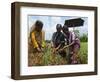 Female Farmer Harvesting Red Chili, Koch Bihar, West Bengal, India, Asia-Eitan Simanor-Framed Photographic Print