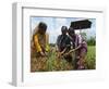 Female Farmer Harvesting Red Chili, Koch Bihar, West Bengal, India, Asia-Eitan Simanor-Framed Photographic Print