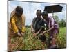 Female Farmer Harvesting Red Chili, Koch Bihar, West Bengal, India, Asia-Eitan Simanor-Mounted Photographic Print