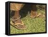 Female Farmer's Feet Standing on Henna Leaves, Village of Borunda, India-Eitan Simanor-Framed Stretched Canvas