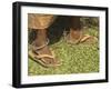 Female Farmer's Feet Standing on Henna Leaves, Village of Borunda, India-Eitan Simanor-Framed Photographic Print