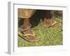 Female Farmer's Feet Standing on Henna Leaves, Village of Borunda, India-Eitan Simanor-Framed Photographic Print