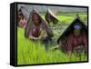 Female Farmers at Work in Rice Nursery, with Rain Protection, Annapurna Area, Pokhara, Nepal, Asia-Eitan Simanor-Framed Stretched Canvas