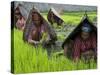 Female Farmers at Work in Rice Nursery, with Rain Protection, Annapurna Area, Pokhara, Nepal, Asia-Eitan Simanor-Stretched Canvas