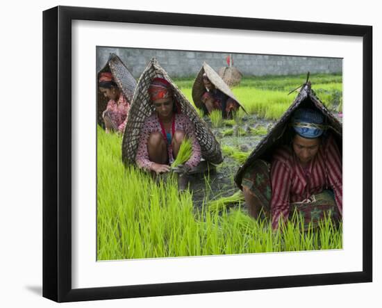 Female Farmers at Work in Rice Nursery, with Rain Protection, Annapurna Area, Pokhara, Nepal, Asia-Eitan Simanor-Framed Photographic Print