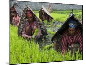 Female Farmers at Work in Rice Nursery, with Rain Protection, Annapurna Area, Pokhara, Nepal, Asia-Eitan Simanor-Mounted Photographic Print