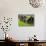 Female Farmers at Work in Rice Nursery, with Rain Protection, Annapurna Area, Pokhara, Nepal, Asia-Eitan Simanor-Photographic Print displayed on a wall