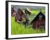 Female Farmers at Work in Rice Nursery, with Rain Protection, Annapurna Area, Pokhara, Nepal, Asia-Eitan Simanor-Framed Photographic Print