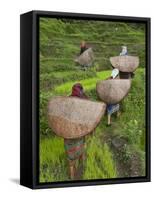 Female Farmers in Field with Traditional Rain Protection, Lwang Village, Annapurna Area,-Eitan Simanor-Framed Stretched Canvas