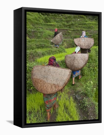 Female Farmers in Field with Traditional Rain Protection, Lwang Village, Annapurna Area,-Eitan Simanor-Framed Stretched Canvas