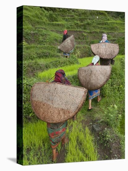 Female Farmers in Field with Traditional Rain Protection, Lwang Village, Annapurna Area,-Eitan Simanor-Stretched Canvas