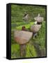 Female Farmers in Field with Traditional Rain Protection, Lwang Village, Annapurna Area,-Eitan Simanor-Framed Stretched Canvas