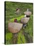 Female Farmers in Field with Traditional Rain Protection, Lwang Village, Annapurna Area,-Eitan Simanor-Stretched Canvas