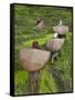 Female Farmers in Field with Traditional Rain Protection, Lwang Village, Annapurna Area,-Eitan Simanor-Framed Stretched Canvas