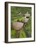 Female Farmers in Field with Traditional Rain Protection, Lwang Village, Annapurna Area,-Eitan Simanor-Framed Photographic Print