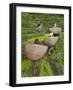 Female Farmers in Field with Traditional Rain Protection, Lwang Village, Annapurna Area,-Eitan Simanor-Framed Photographic Print