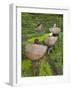 Female Farmers in Field with Traditional Rain Protection, Lwang Village, Annapurna Area,-Eitan Simanor-Framed Photographic Print