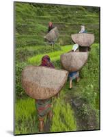 Female Farmers in Field with Traditional Rain Protection, Lwang Village, Annapurna Area,-Eitan Simanor-Mounted Photographic Print