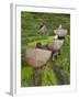 Female Farmers in Field with Traditional Rain Protection, Lwang Village, Annapurna Area,-Eitan Simanor-Framed Photographic Print