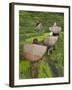 Female Farmers in Field with Traditional Rain Protection, Lwang Village, Annapurna Area,-Eitan Simanor-Framed Photographic Print