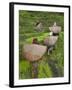 Female Farmers in Field with Traditional Rain Protection, Lwang Village, Annapurna Area,-Eitan Simanor-Framed Photographic Print