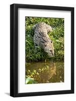 Female Fishing cat hunting for fish, Bangladesh-Paul Williams-Framed Photographic Print