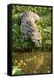 Female Fishing cat hunting for fish, Bangladesh-Paul Williams-Framed Stretched Canvas