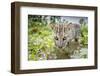 Female Fishing cat hunting for fish, Bangladesh-Paul Williams-Framed Photographic Print