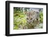 Female Fishing cat hunting for fish, Bangladesh-Paul Williams-Framed Photographic Print