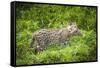 Female Fishing cat with fish prey in mouth, Bangladesh-Paul Williams-Framed Stretched Canvas