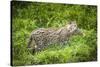 Female Fishing cat with fish prey in mouth, Bangladesh-Paul Williams-Stretched Canvas