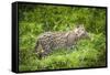 Female Fishing cat with fish prey in mouth, Bangladesh-Paul Williams-Framed Stretched Canvas