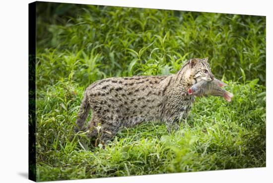 Female Fishing cat with fish prey in mouth, Bangladesh-Paul Williams-Stretched Canvas